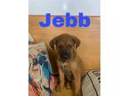 Adopt Jebb a Anatolian Shepherd / Mixed dog in Fairfield, IL (41547739)