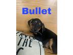 Adopt Bullet a Black - with Brown, Red, Golden, Orange or Chestnut Anatolian