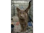 Adopt Trapper John (FCID# 04/29/2024 - 69 Trainer) a Gray or Blue (Mostly)