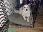 Adopt Zues a White - with Brown or Chocolate Great Pyrenees / Mixed dog in