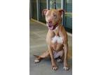 Adopt Ruby a Brown/Chocolate American Pit Bull Terrier dog in Apple Valley