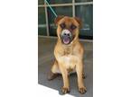 Adopt Metal a Brown/Chocolate Mastiff / Shepherd (Unknown Type) dog in Apple