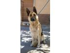 Adopt Karma a Black German Shepherd Dog dog in Apple Valley, CA (41533012)