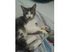 Adopt Freddy a Gray, Blue or Silver Tabby Domestic Shorthair (short coat) cat in