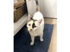 Adopt Gracie a Calico or Dilute Calico Domestic Shorthair (short coat) cat in