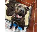 Adopt Raven a American Pit Bull Terrier / Mixed dog in Rockford, IL (41325004)