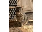 Adopt Finnegan a Brown Tabby American Shorthair / Mixed (short coat) cat in