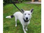 Adopt Rosie a Australian Cattle Dog / Mixed dog in West Vancouver, BC (41547671)
