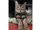 Adopt Aurora- Foster or Adopt a Brown Tabby Domestic Shorthair (short coat) cat