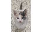 Adopt Casey a Calico or Dilute Calico Calico (short coat) cat in Georgetown