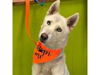 Adopt JUST RIGHT JUNEAU a White Husky / Mixed dog in Reston, VA (41496132)