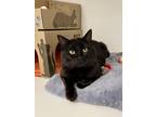 Adopt Dennis a Domestic Shorthair / Mixed cat in Richmond, BC (41547531)