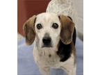 Adopt Ramona a White Beagle / Mixed Breed (Medium) / Mixed (short coat) dog in