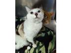 Adopt Michelle a Domestic Shorthair / Mixed (short coat) cat in Grand Forks