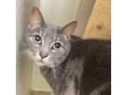 Adopt Opie a Domestic Shorthair / Mixed (short coat) cat in Cambria