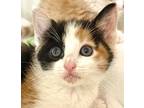 Adopt Ladybell a Domestic Mediumhair / Mixed (medium coat) cat in Cambria