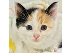 Adopt Hope a Domestic Mediumhair / Mixed (medium coat) cat in Cambria