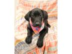 Adopt Raleigh a Labrador Retriever / Mixed dog in Gautier, MS (41507886)