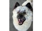 Adopt Nelson a White - with Black Chow Chow / Mixed dog in Berkeley