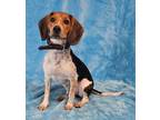 Adopt Marianne *foster needed* a Tricolor (Tan/Brown & Black & White) Beagle /