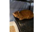 Adopt Sandy a Orange or Red Tabby American Shorthair (short coat) cat in Palo