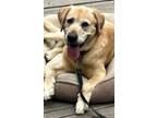 Adopt Benson Boy a Tan/Yellow/Fawn Labrador Retriever / Mixed dog in Torrance