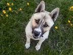 Adopt SNOWMAN a Akita / Mixed dog in Denver, CO (41542977)