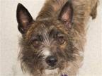 Adopt CESAR a Tricolor (Tan/Brown & Black & White) Cairn Terrier / Mixed dog in