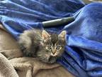 Adopt BUNNY a Domestic Mediumhair / Mixed (medium coat) cat in Tustin