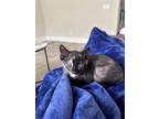 Adopt BEA a Tortoiseshell Domestic Mediumhair / Mixed (medium coat) cat in