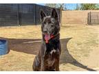 Adopt TOBY a Black German Shepherd Dog / Mixed dog in Tustin, CA (41547484)