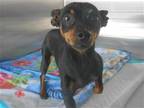 Adopt SWEET PEA a Black Miniature Pinscher / Mixed dog in Tustin, CA (41546428)