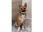 Adopt Snickers a Tricolor (Tan/Brown & Black & White) Mixed Breed (Small) /