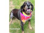 Adopt Buckwheat a Bluetick Coonhound / Mixed dog in Gautier, MS (41534365)