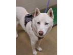 Adopt KLONDIKE a White Husky / Mixed dog in Santa Maria, CA (32391018)