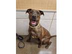 Adopt Nala a Brindle Plott Hound / Mixed dog in Salisbury, NC (41547176)