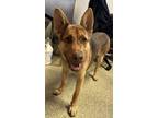 Adopt Rob Roy* a Shepherd (Unknown Type) / Mixed dog in Pomona, CA (41547170)