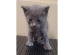 Adopt Stray hold a Gray or Blue Domestic Mediumhair (short coat) cat in Laramie