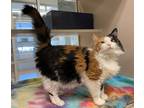 Adopt Cali a Domestic Longhair / Mixed cat in Lincoln, NE (41543934)
