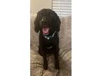 Adopt Kensley a Black - with White Labrador Retriever / Mixed dog in Germantown