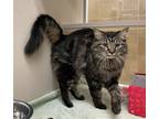 Adopt Jessalyn a Domestic Mediumhair / Mixed cat in Lincoln, NE (41543931)