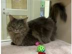 Adopt Oliver a Domestic Longhair / Mixed cat in Lincoln, NE (41543930)