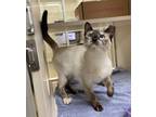 Adopt Rosita a Siamese / Mixed cat in Lincoln, NE (41543929)