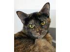Adopt Lady Kismet a Domestic Shorthair / Mixed cat in Novato, CA (41545444)