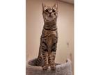 Adopt Serine a Brown Tabby Oriental / Mixed (short coat) cat in Herndon
