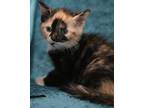 Adopt Iris a Tortoiseshell Domestic Shorthair / Mixed (short coat) cat in