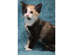 Adopt Daphne a Tortoiseshell Domestic Shorthair / Mixed (short coat) cat in