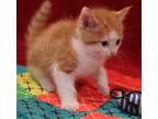 Adopt Kronos a Orange or Red (Mostly) Domestic Shorthair / Mixed (short coat)