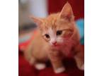 Adopt Apollo a Orange or Red (Mostly) Domestic Shorthair / Mixed (short coat)