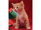 Adopt Alastor a Orange or Red (Mostly) Domestic Shorthair / Mixed (short coat)